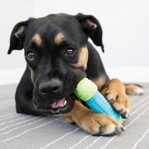 KONG CoreStrength Bone product photo