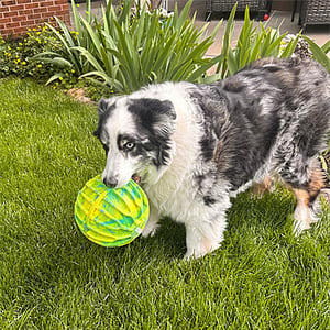 KONG Flexball Sport Ball product photo