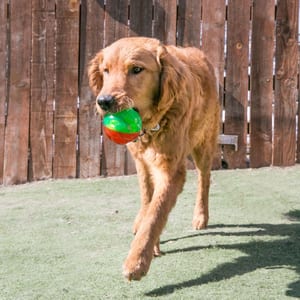 KONG Twistz High-Viz Ball product photo