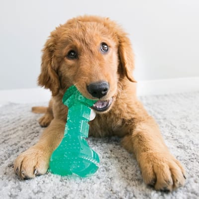 KONG Squeezz Dental Stick product photo