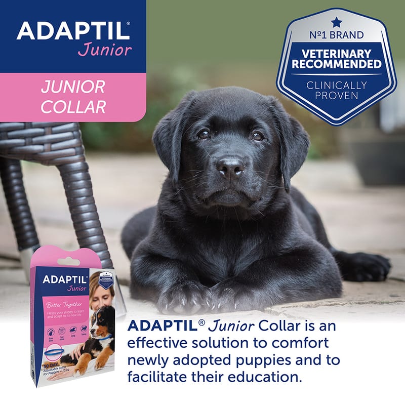 ADAPTIL Junior Calming Collar for Puppies professional product photo ready to upload to shopify