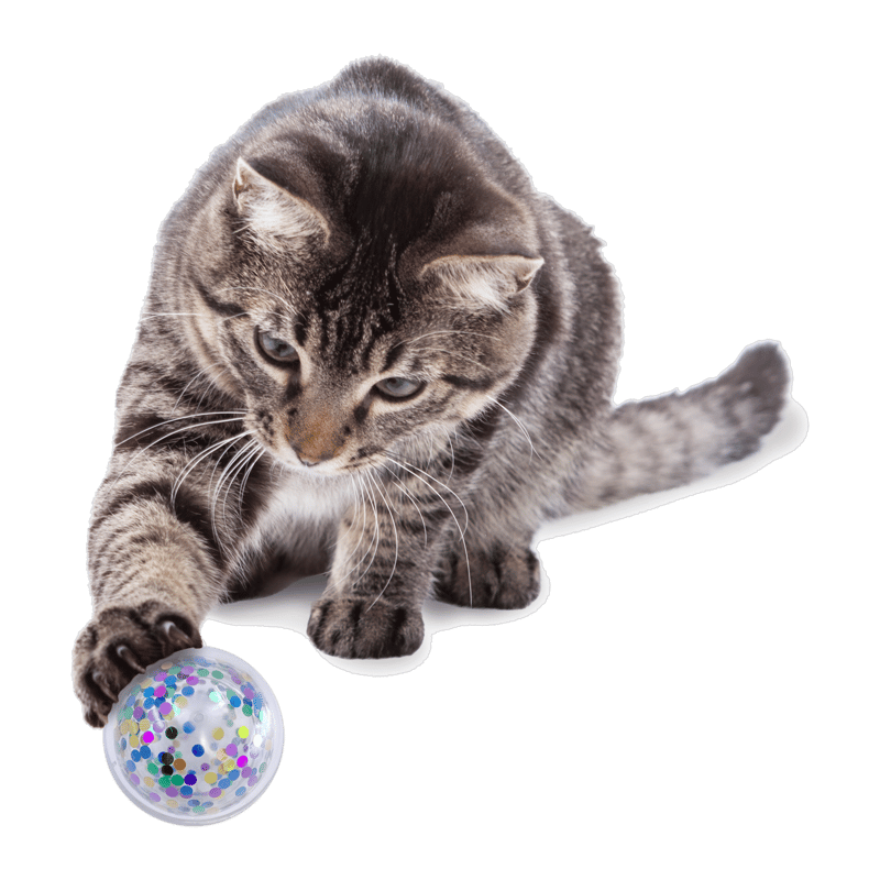KONG Cat Active Confetti Ball professional product photo ready to upload to shopify