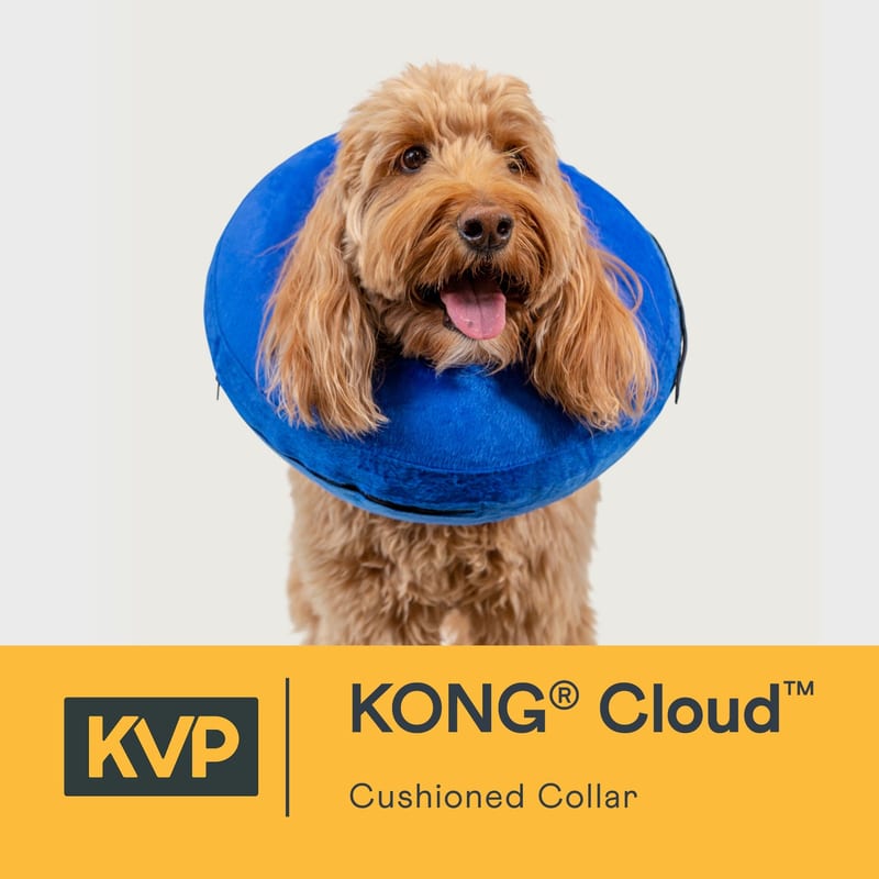 KONG Cloud E Collar professional product photo ready to upload to shopify