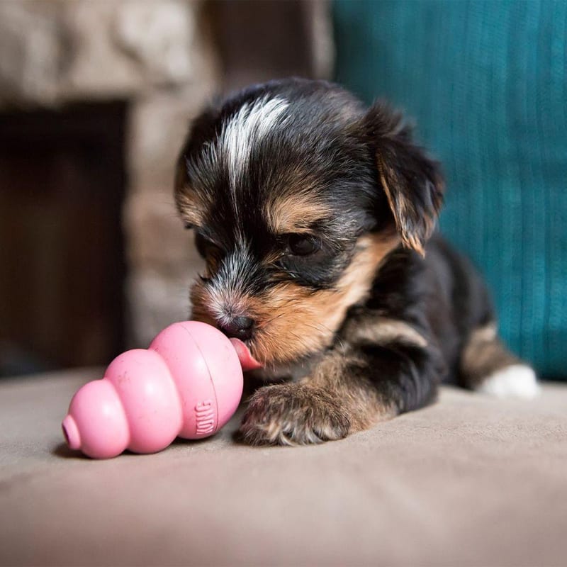 KONG Puppy professional product photo ready to upload to shopify