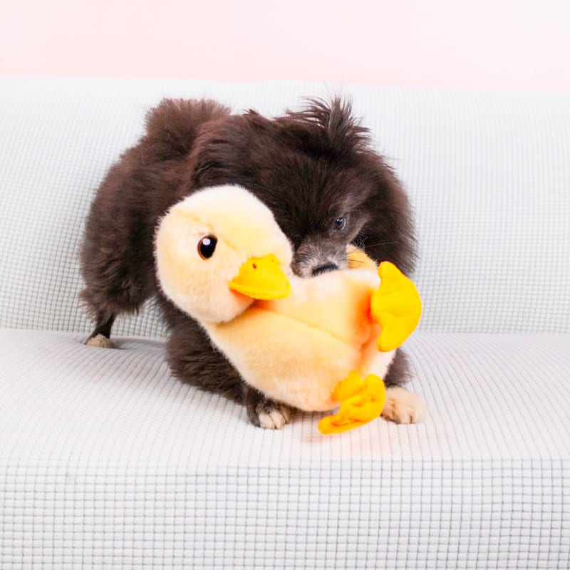 KONG Toughz Duck professional product photo ready to upload to shopify