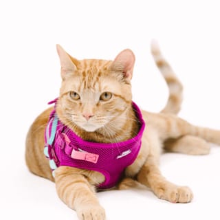 PINK PAPYRUS Cat Adjustable Harness & Leash Set professional product photo ready to upload to shopify